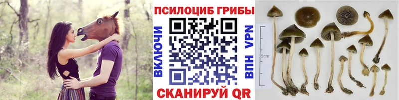 Псилоцибиновые грибы мицелий  Бобров 